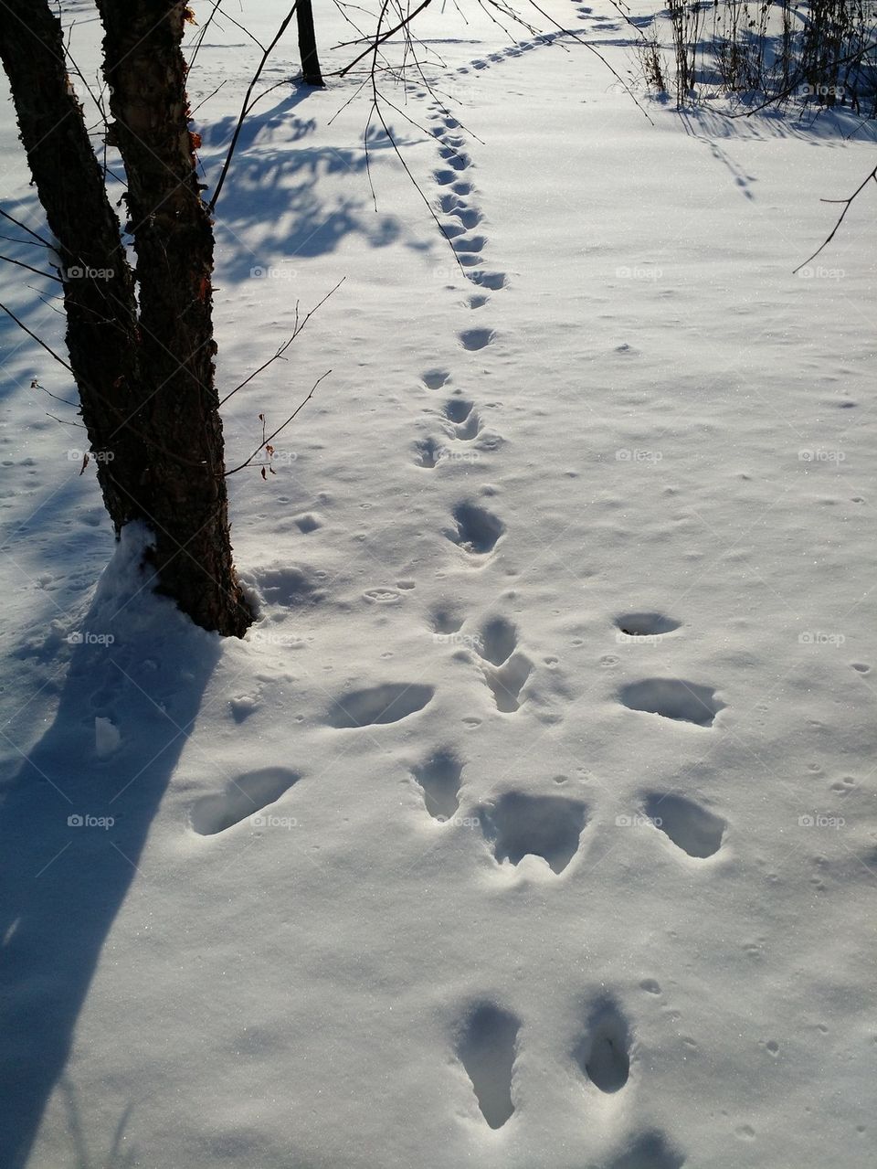 foot prints 
