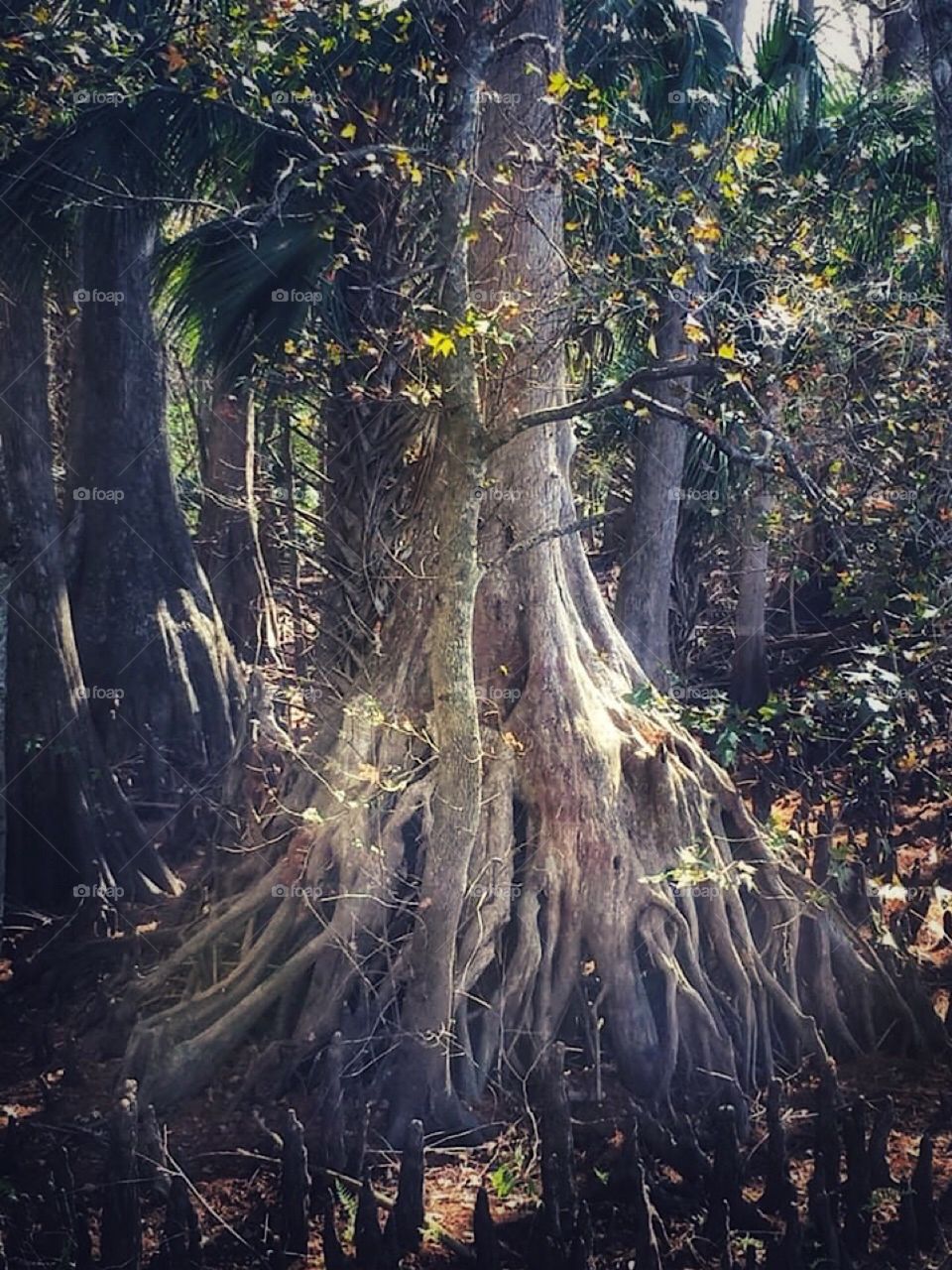 Cypress tree with a large exposed bleached root system 