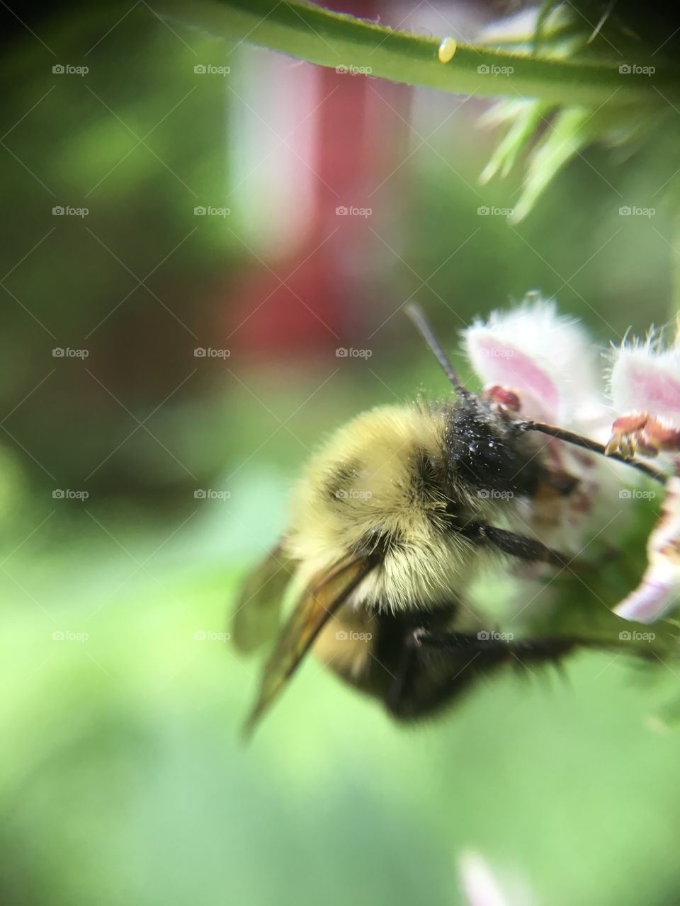 Bee