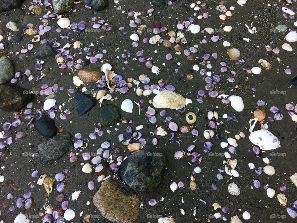Beach Rock & Shells