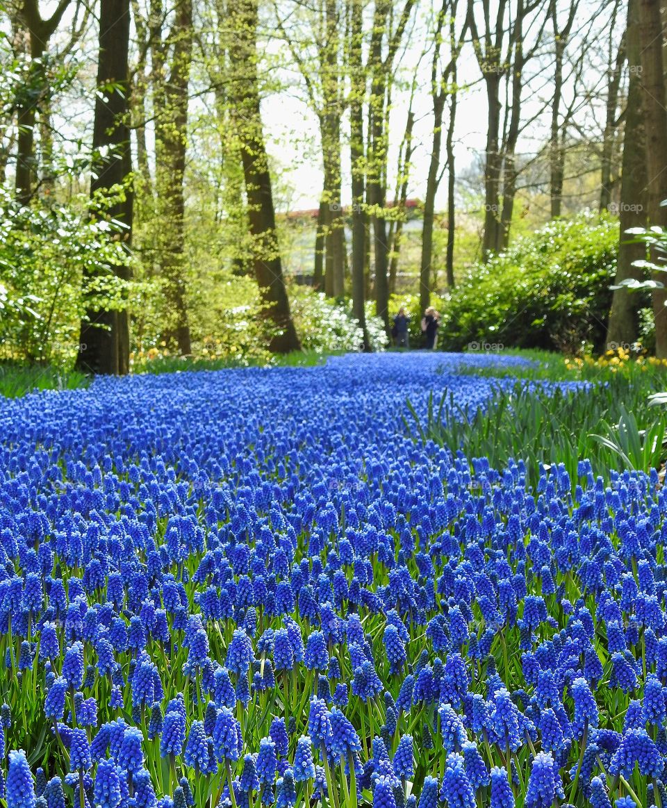 Blooming flowers in field