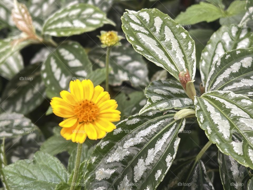Small yellow flower in the garden.