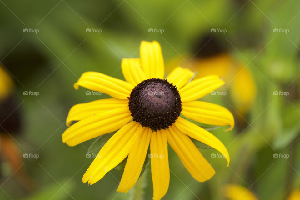 Close-up of a beautiful flower