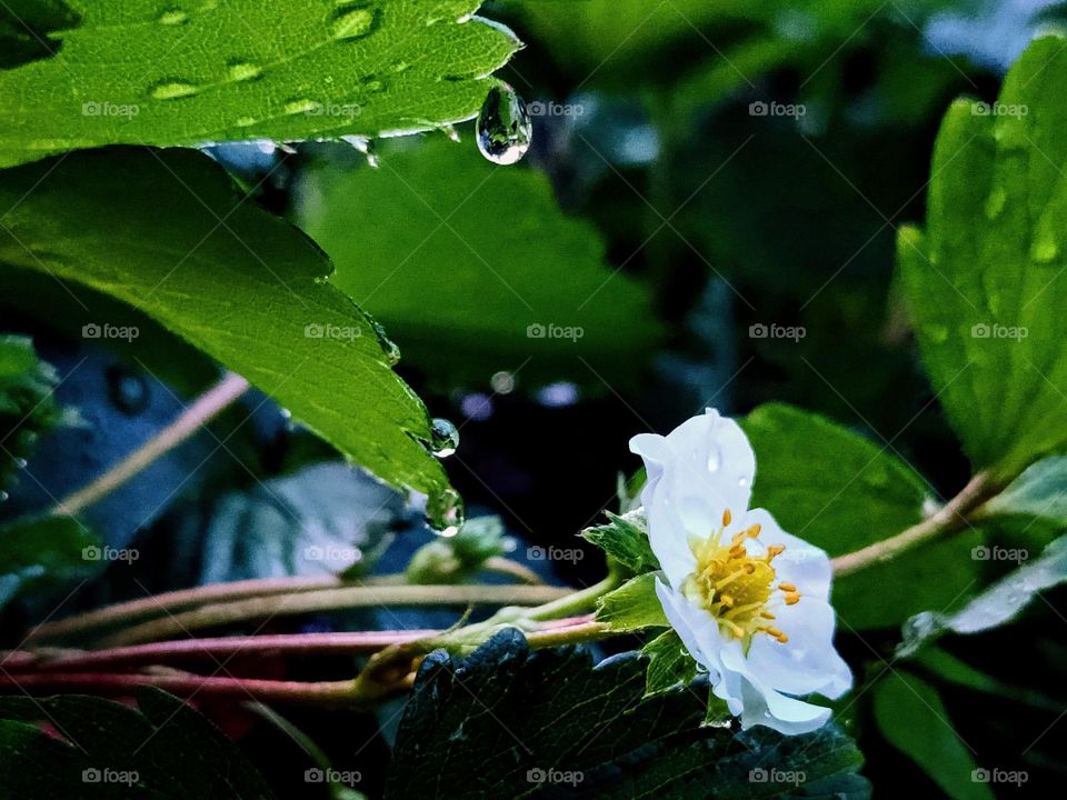 Close view of strawberry plant after rain.Rain drops on strawberry plant.Color of spring.