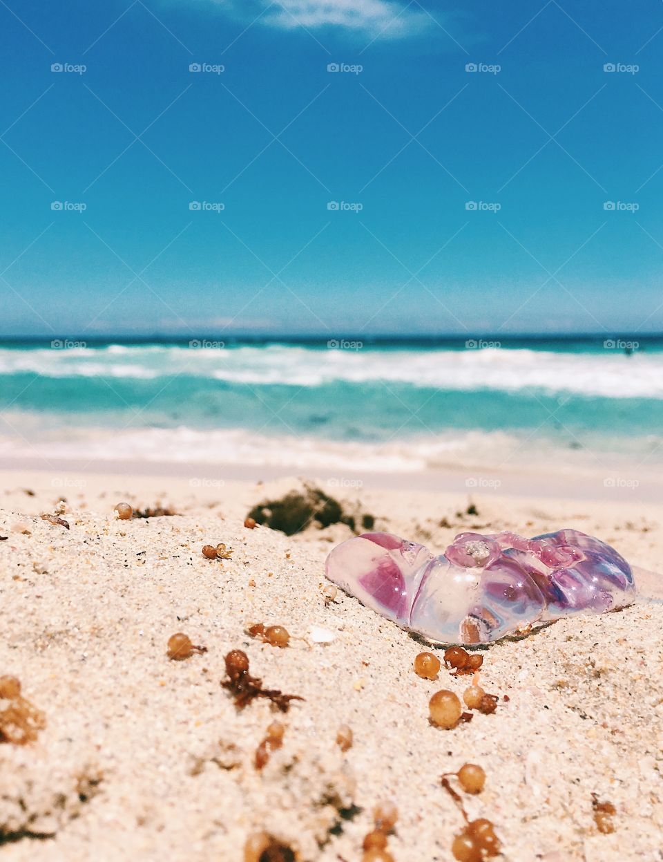 Jellyfish on the shore of beach