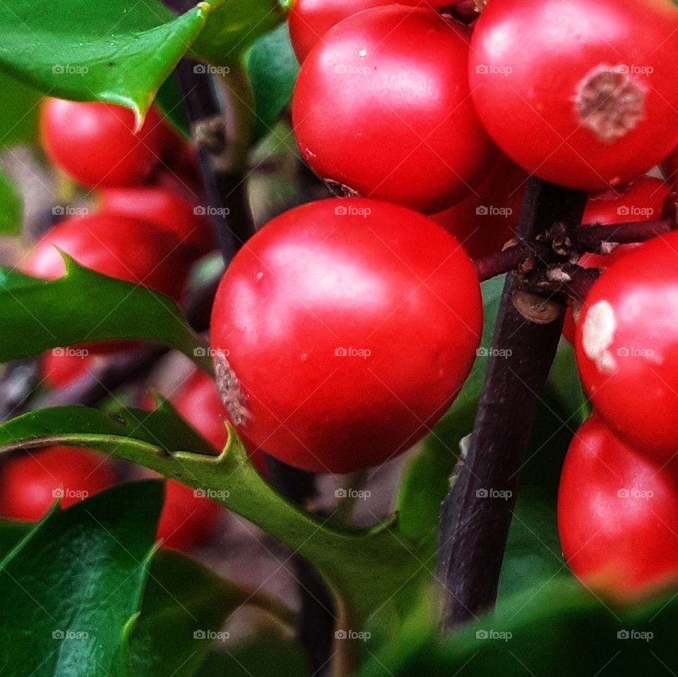 Winter Berry Holly