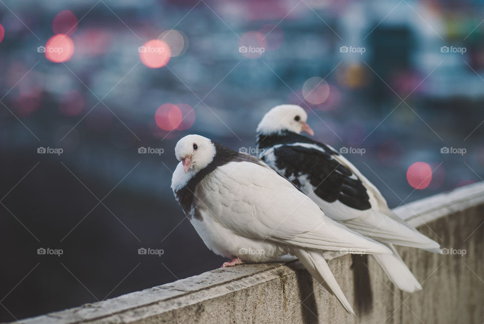 Couple of white doves on balcony in different posture