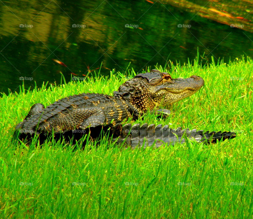 Crocodile on grass