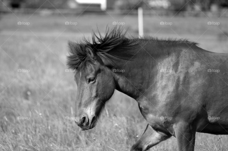 Horse in motion