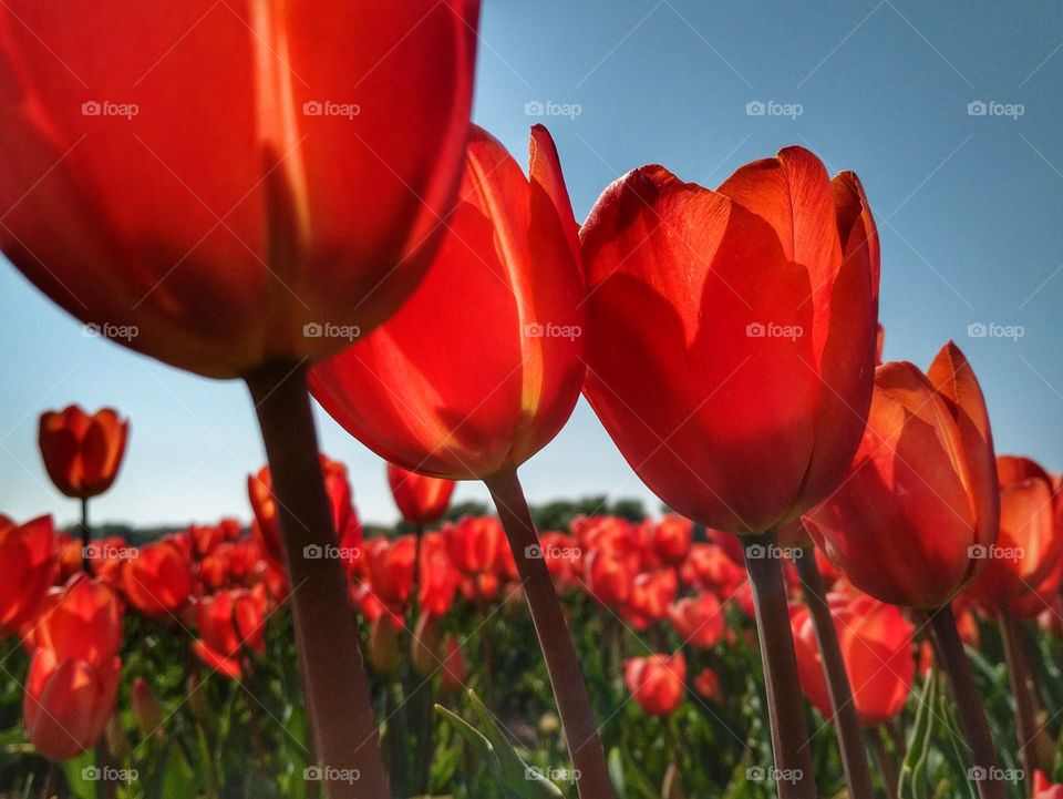 Tulip Field in Holland