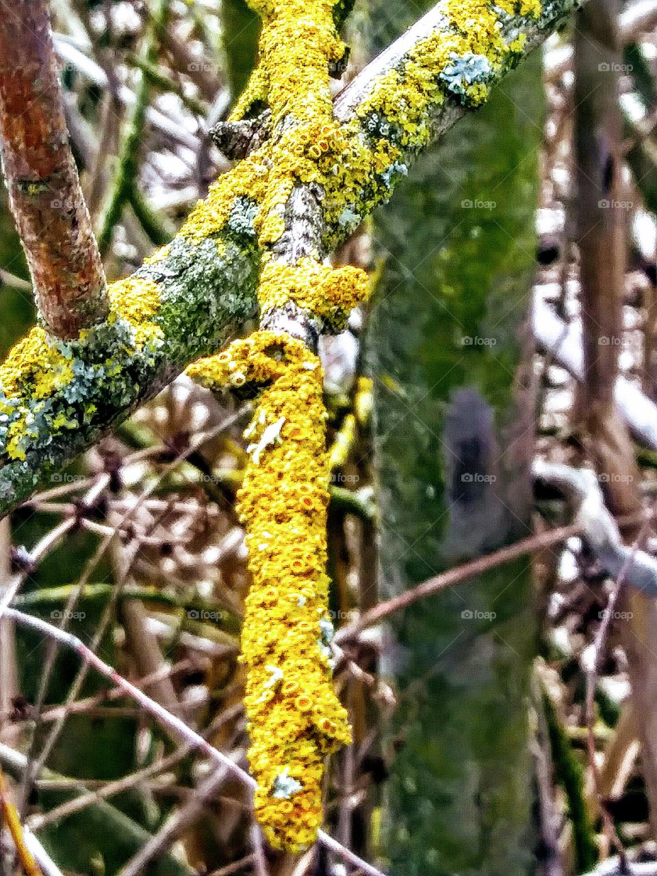yellow and green mosses growing on light colored trees. bright beautiful colors