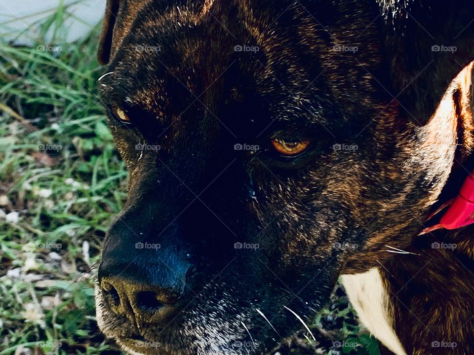 Close-up of a cute dog face, boxer mix, medium size dog, family pet watching starring straight seeing something interesting with light brown eyes, tabby coat and white hair by the nose.