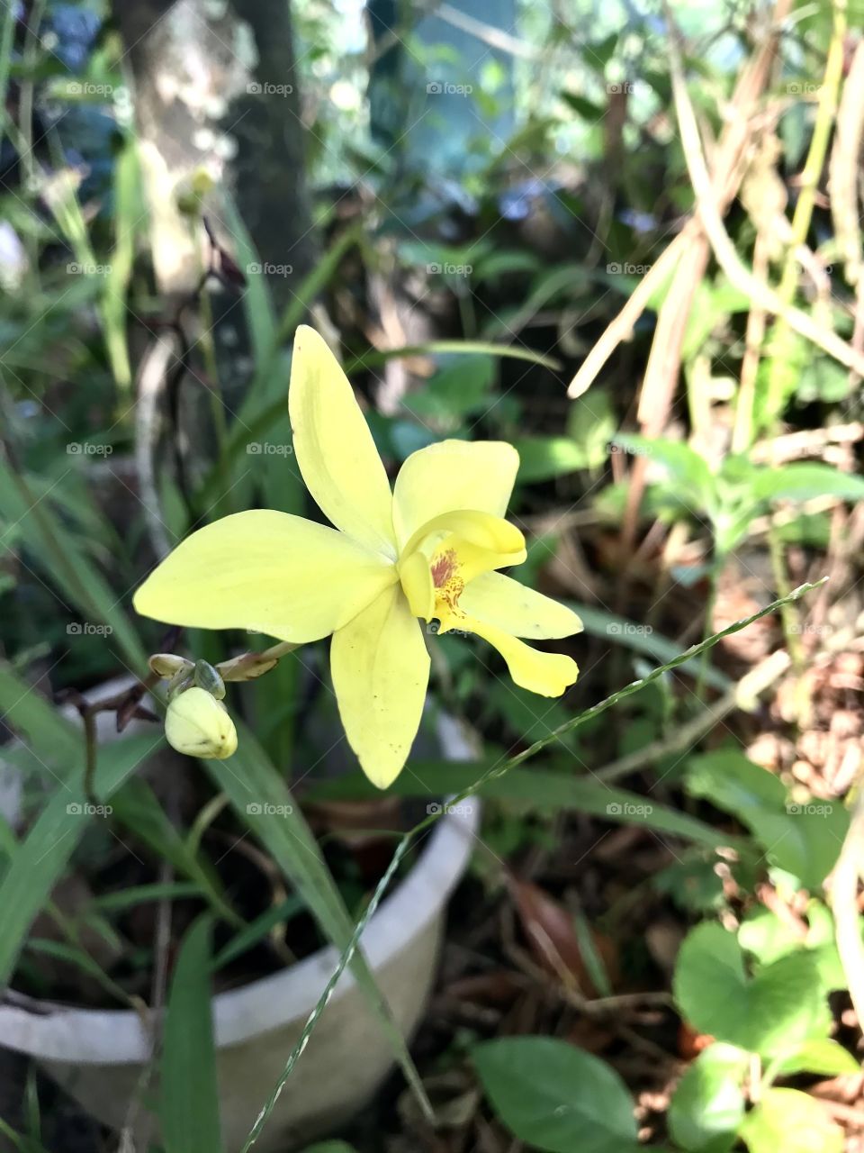 Yellow Orchid (Spathoglottis Orchids Hybrid Yellow)