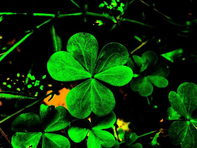 Clover