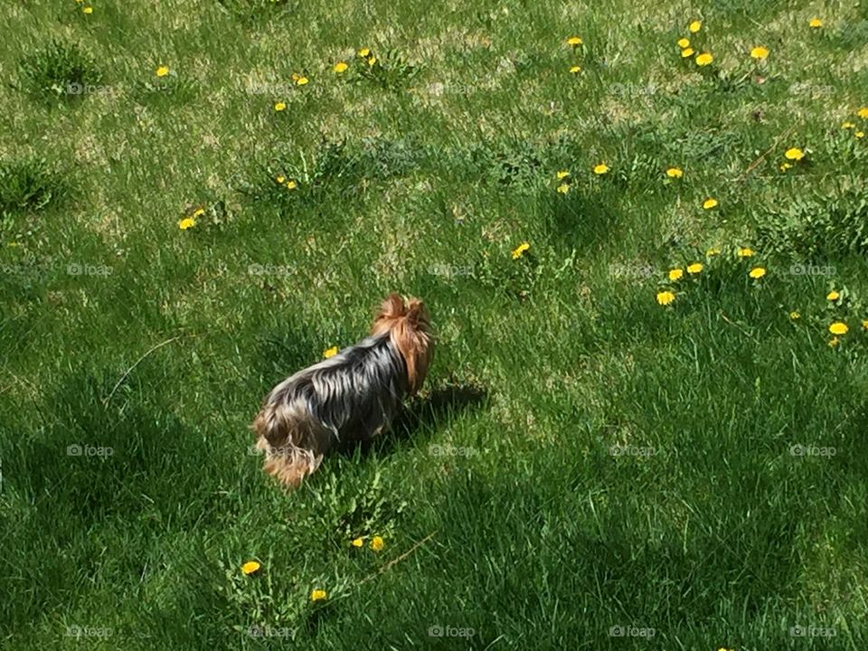 Mini Yorkie in The Spring