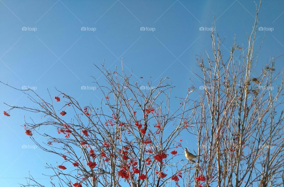 bird that eats ash berries