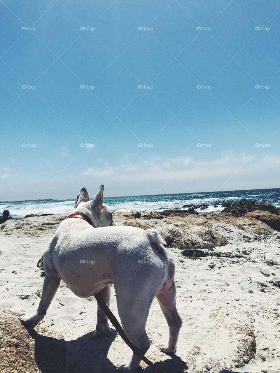Frenchie at the beach 