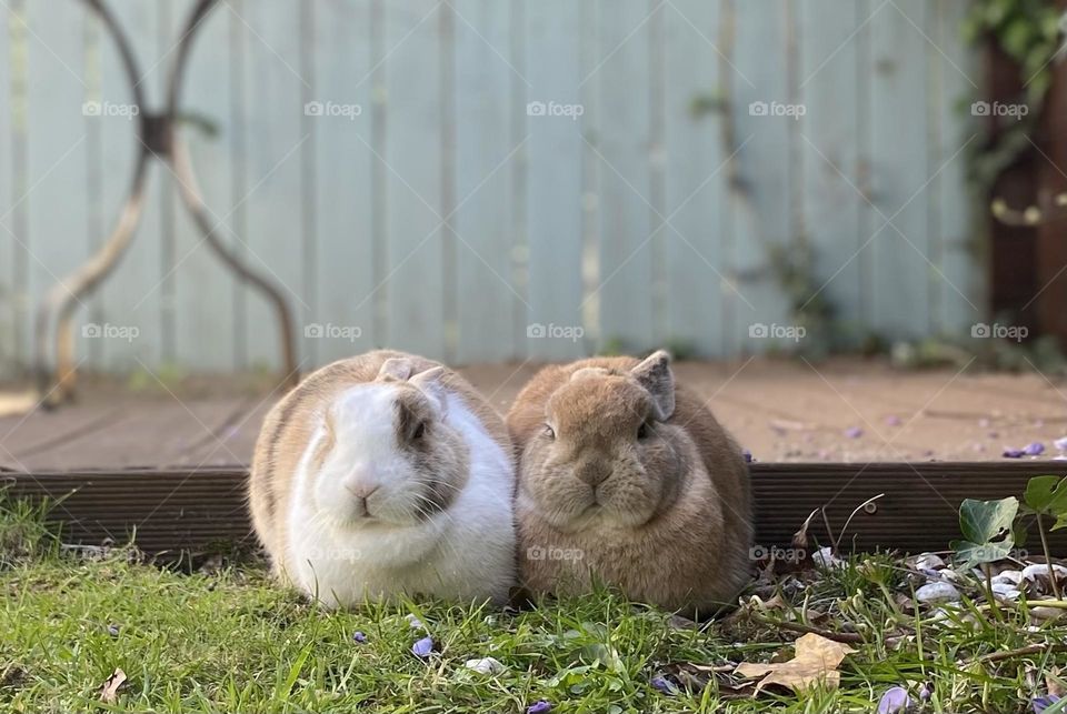 2 friends enjoying spring in the garden 