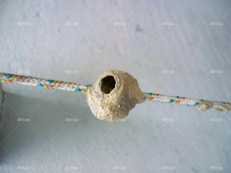 Insect nest