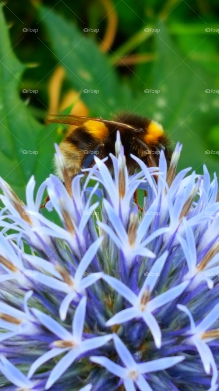 working bee