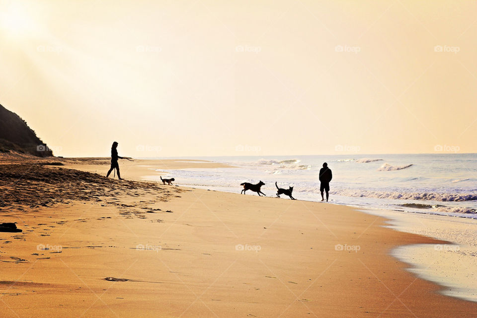 Dogs on beach 