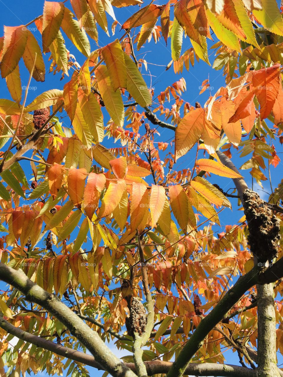 My favourite tree again. Just love the beautiful autumnal colours against a clear blue sky. Gorgeous.