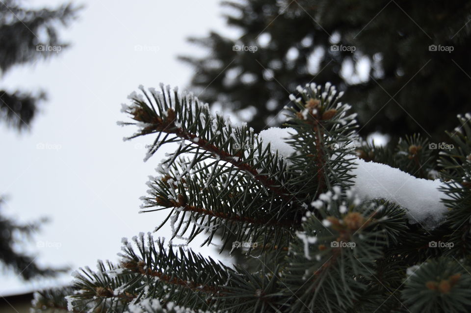 Spruce, tree, snow, needles, winter,