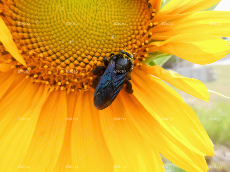 Bug on Sunflower