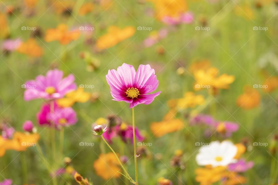 Chiang Rai/Thailand:February 16 2019-Singha park Ballon Fiesta , Colorful flower field