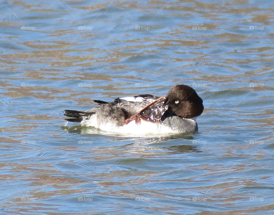 Common goldeneye