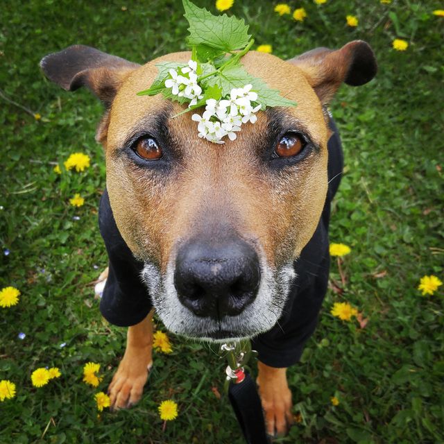 Flower Child