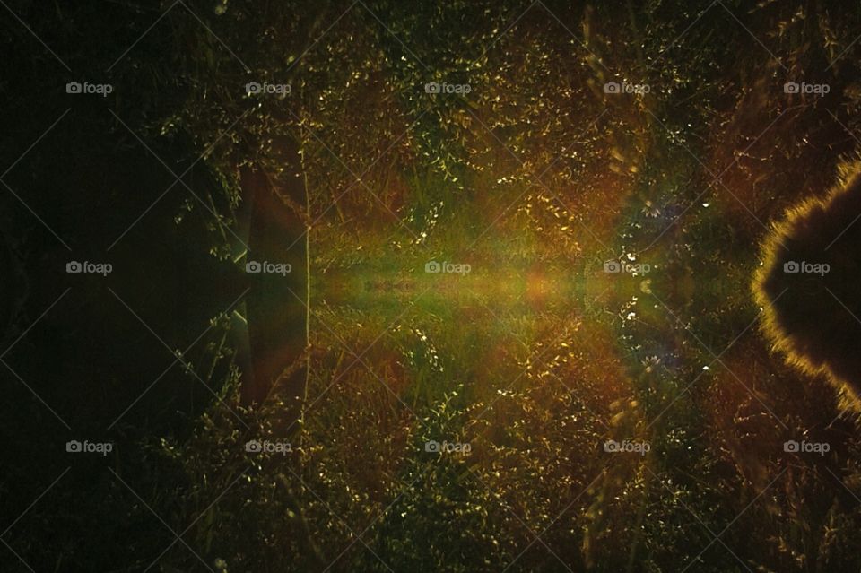 artistic golden hour grass