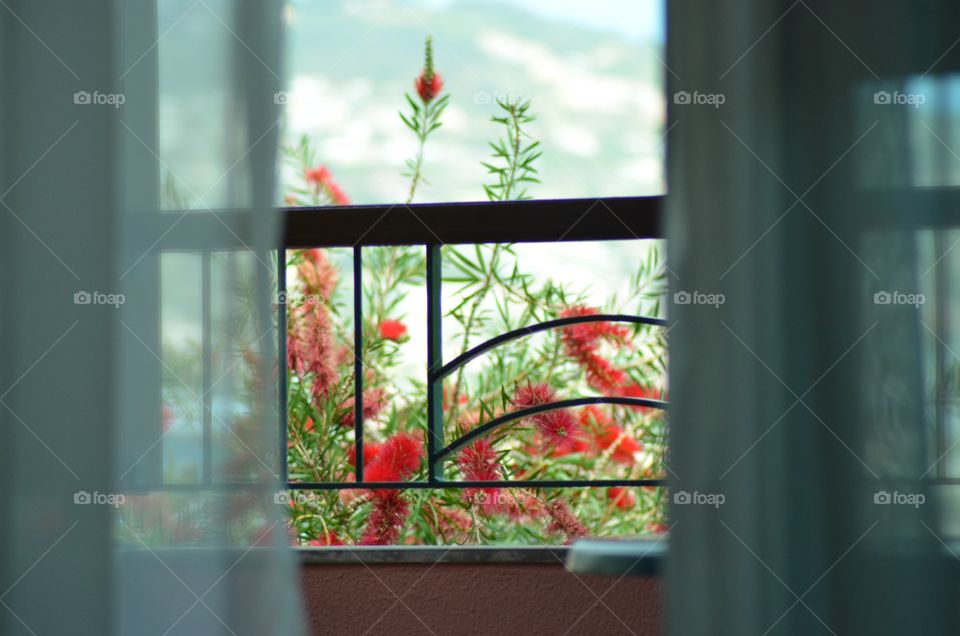 Window view to garden, Funchal, Madeira Portugal