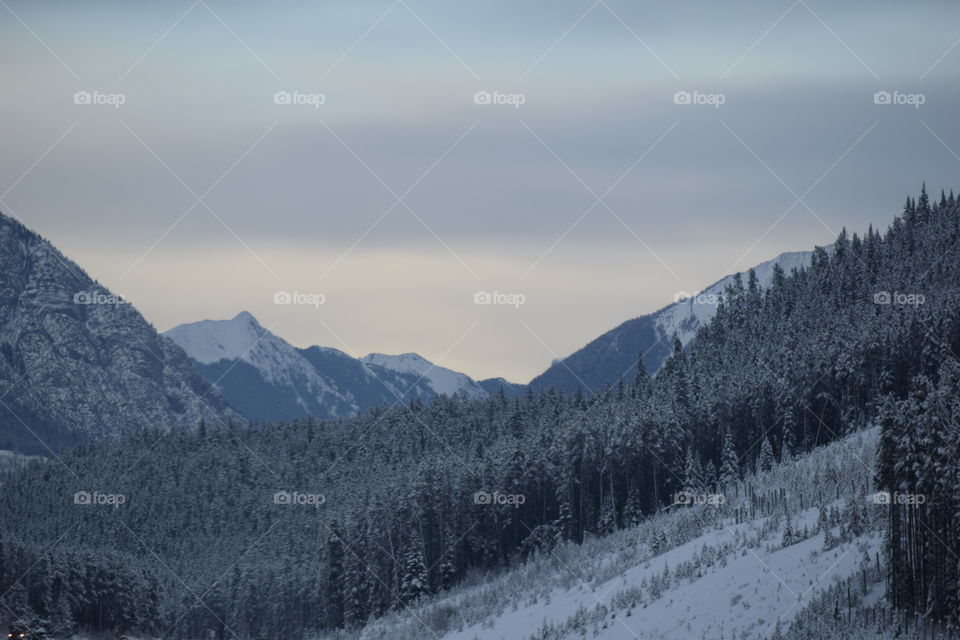 Cold Canadian Forest