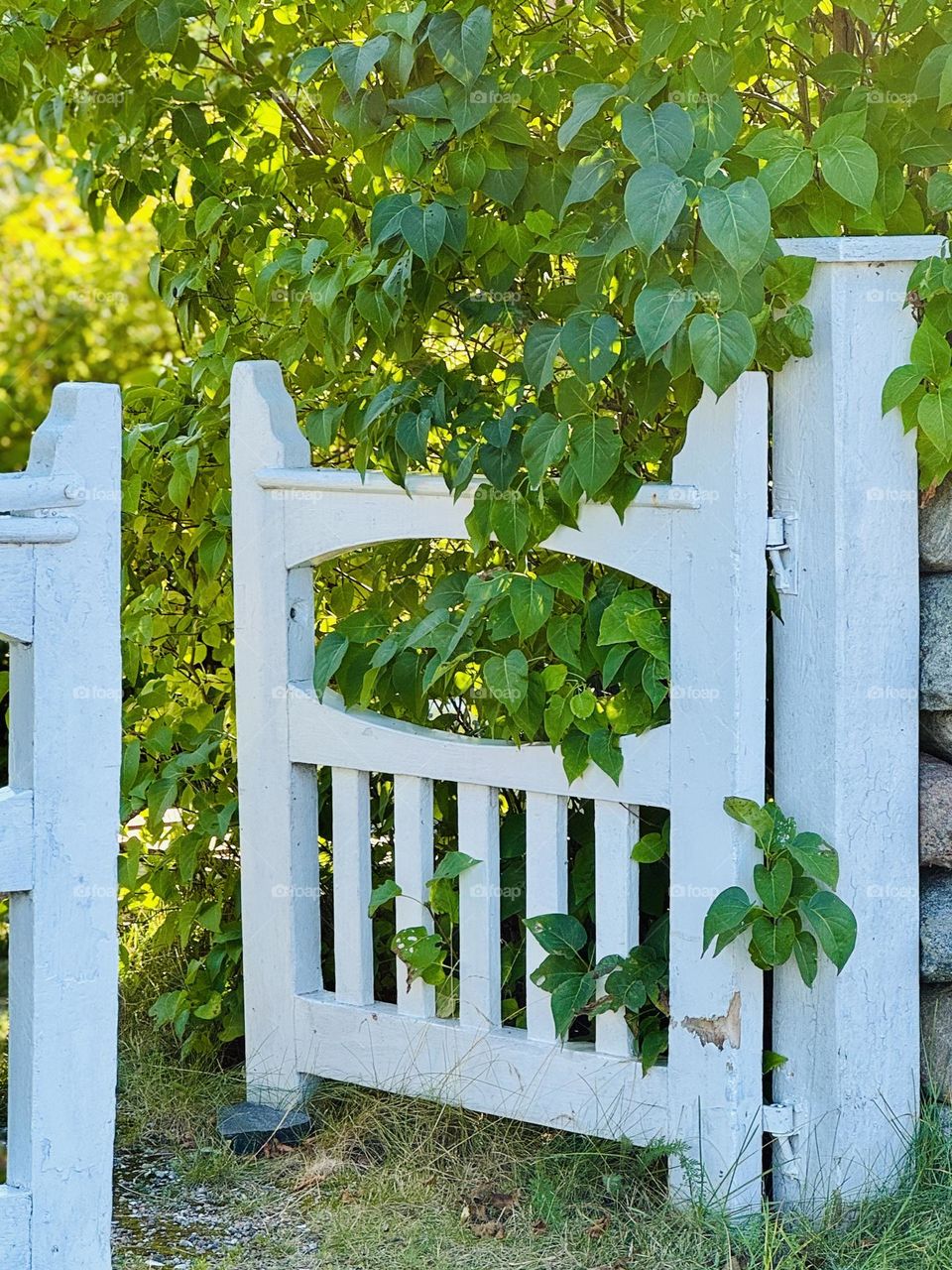 Wooden gate