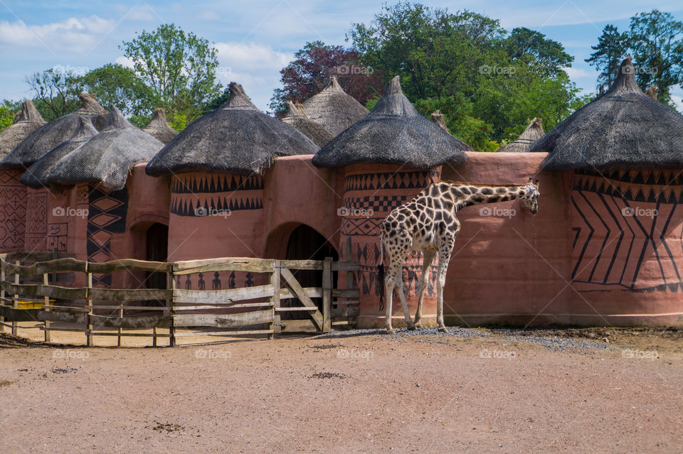 Giraffe drinks water on an African house