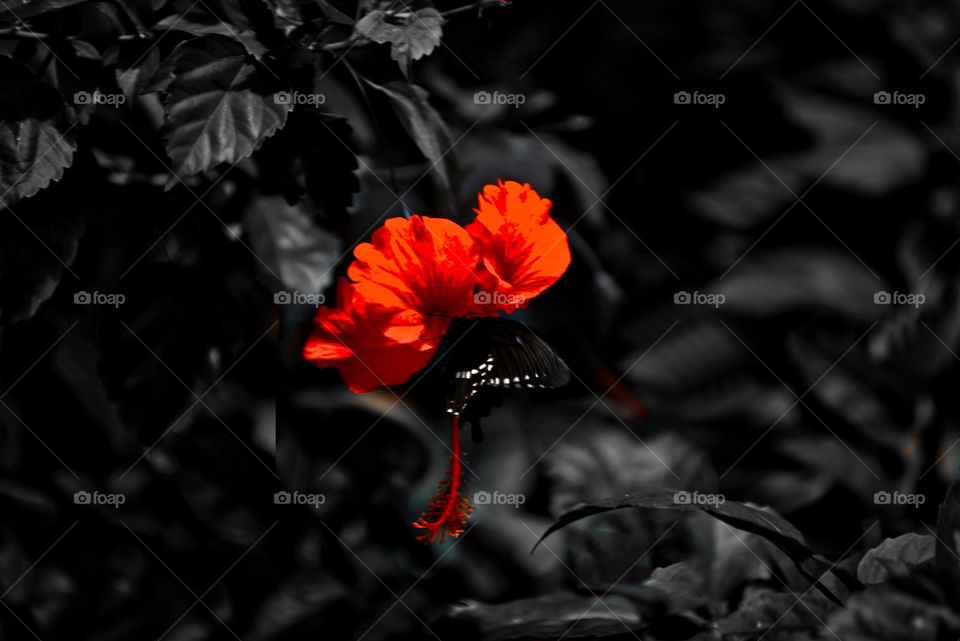 Red Hibiscus 