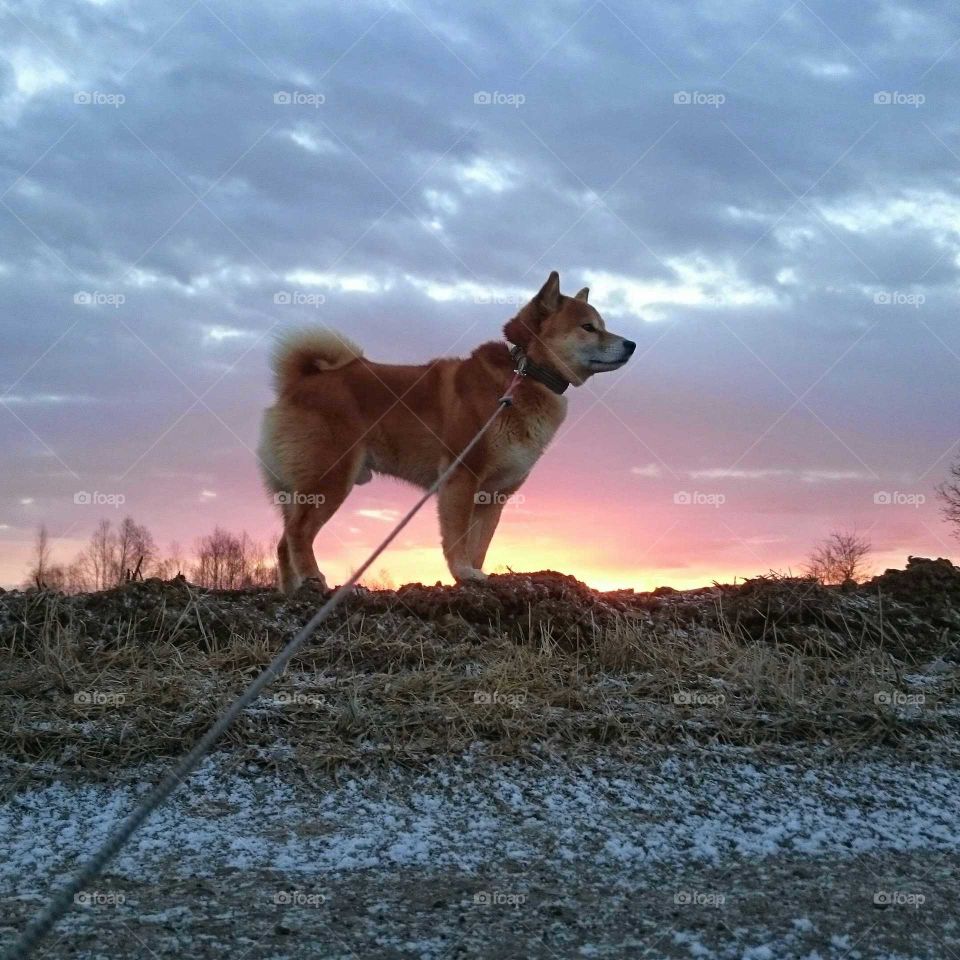 Shiba at sunrise