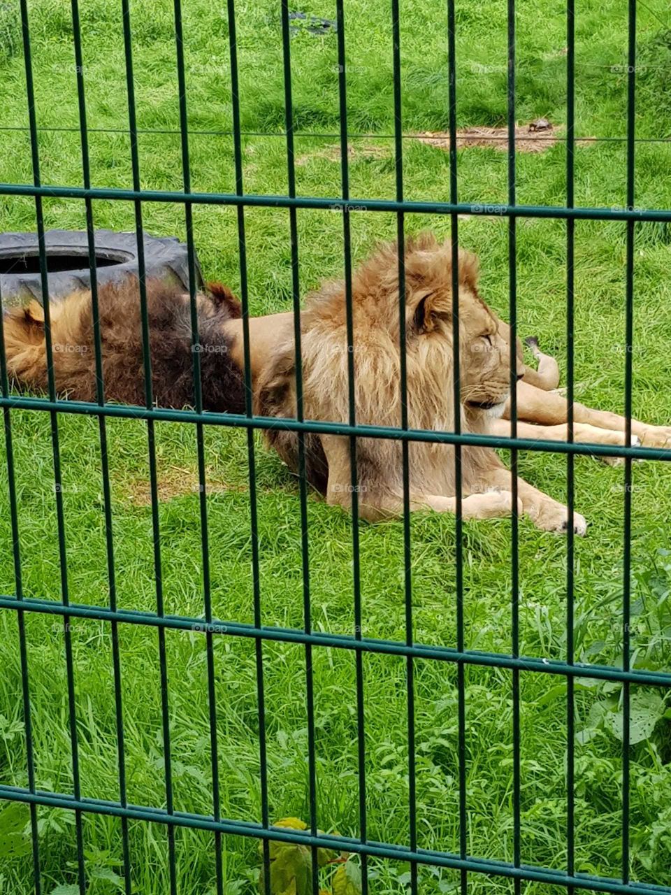 Lion at The Zoo
