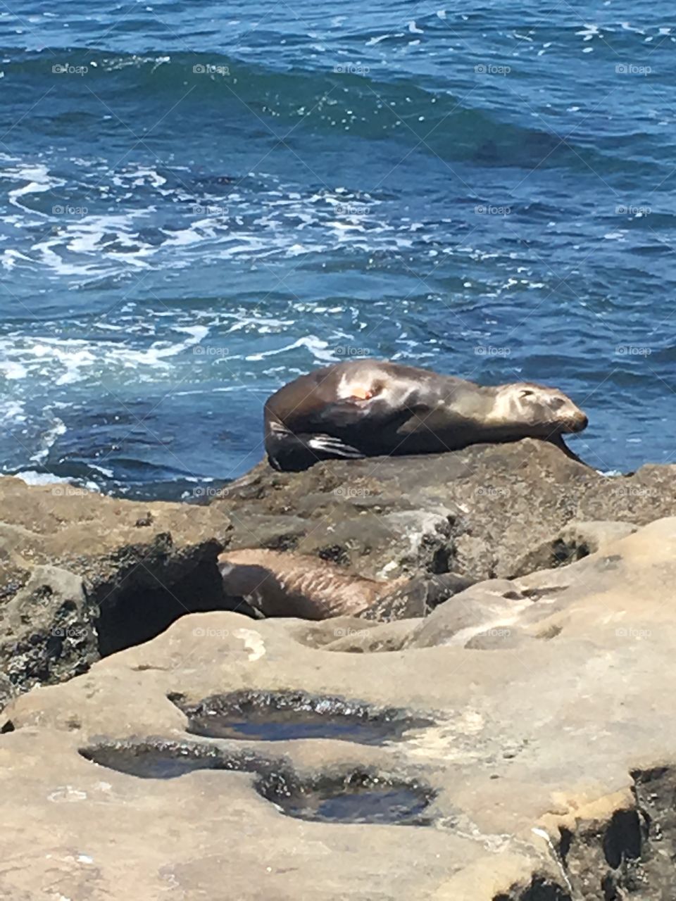 Tired sea lion.