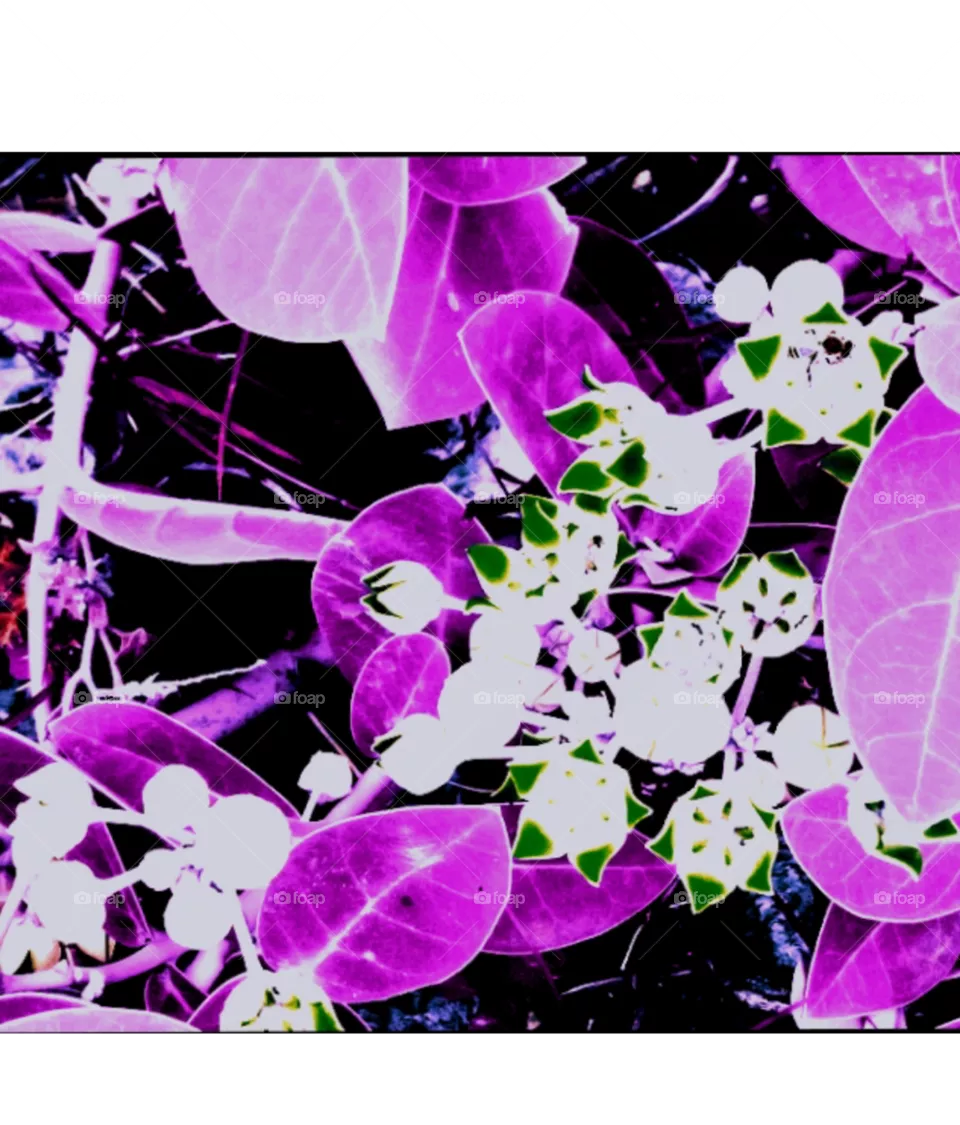 flower image