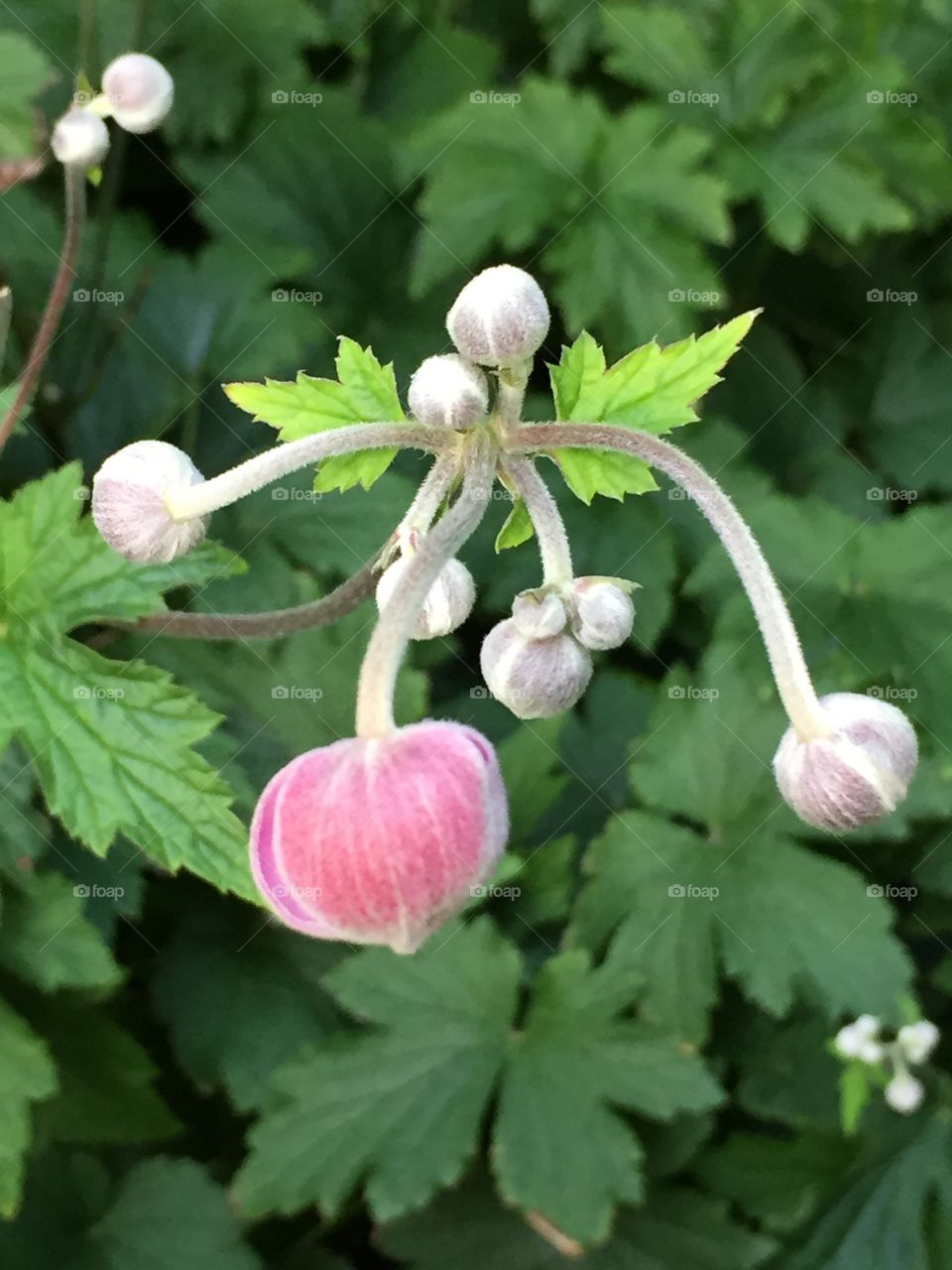 Closeup of some pretty pink buds  on lacy green leaves. I don’t normally take photos of plants but i like this because of the tiny hairs on the buds, the different greens of the leaves, and the play of light  and depth in the foliage behind the buds 