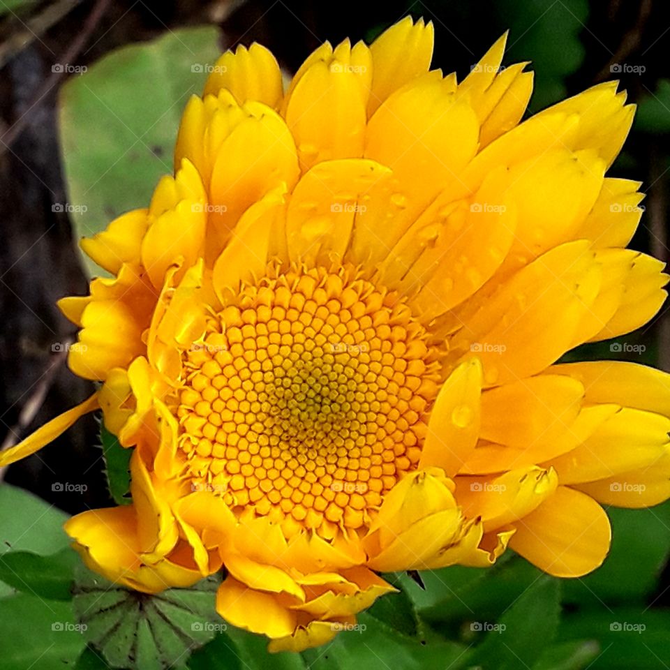 close-up of evolvong flower of yellow marigold