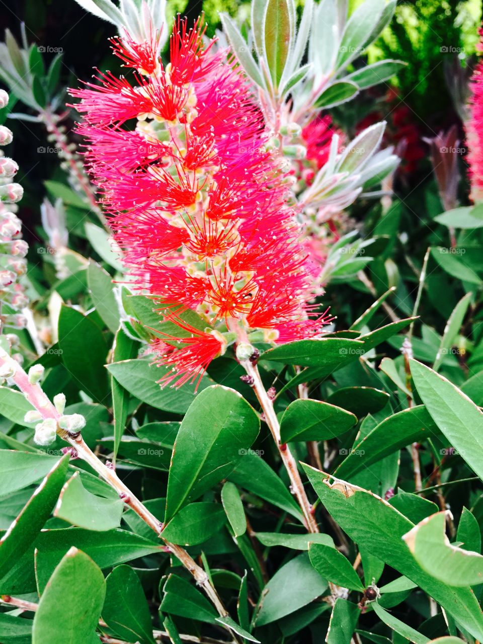 Close-up of blooming flowers