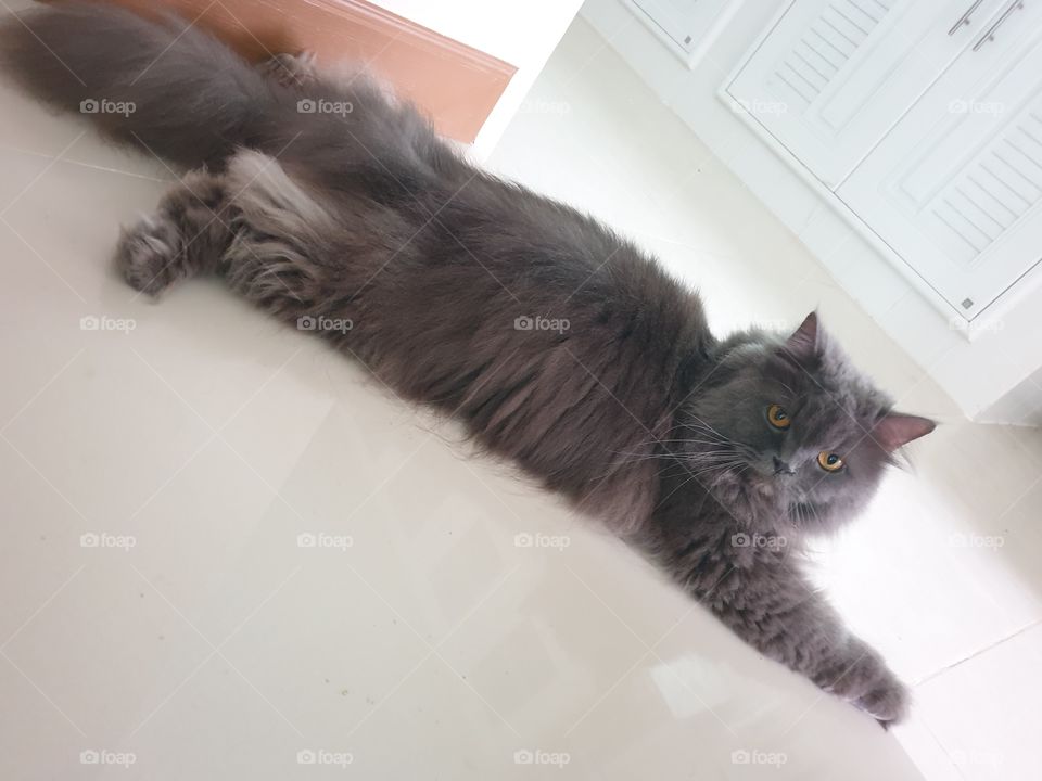 my gray cat