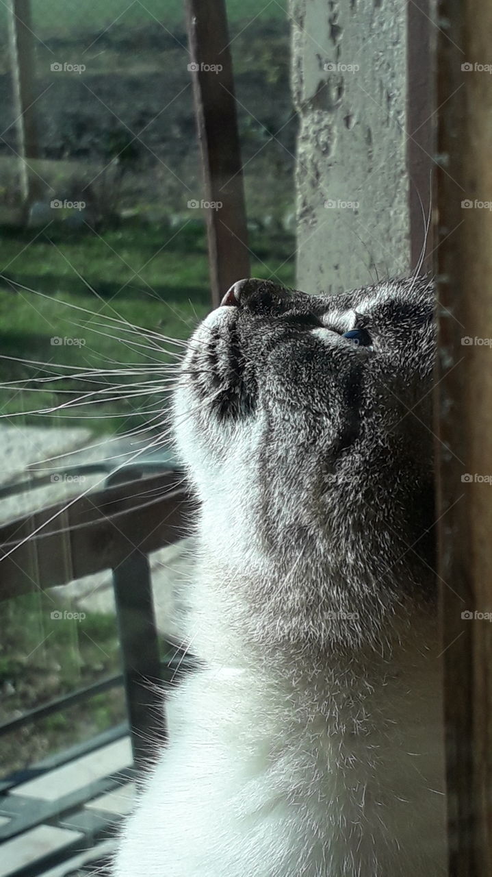 my cat enjoying the sun