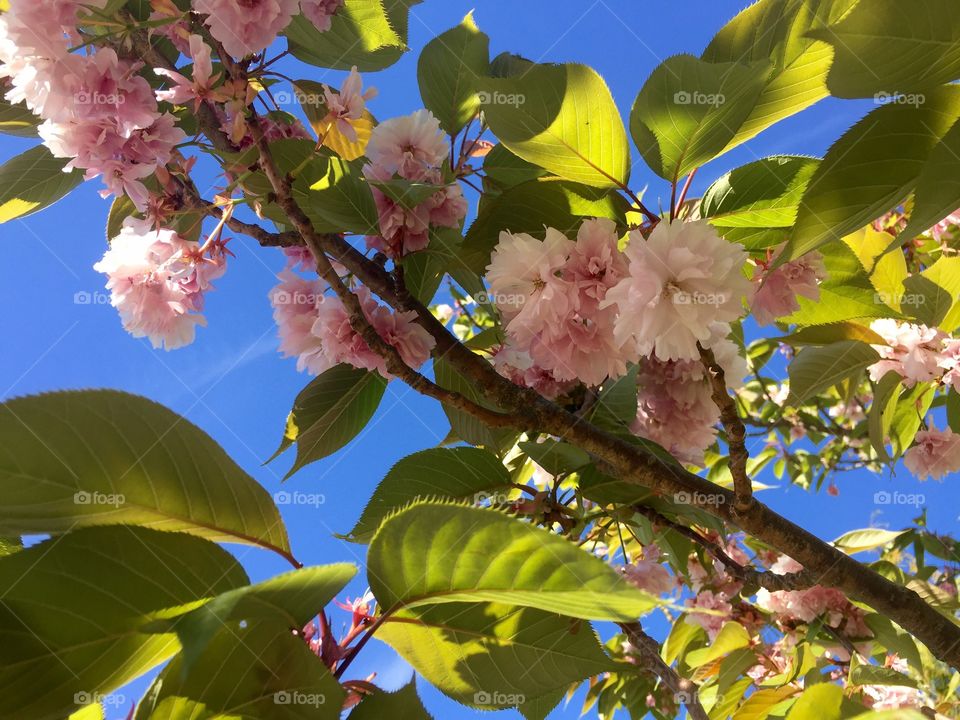 Apple blossom sky