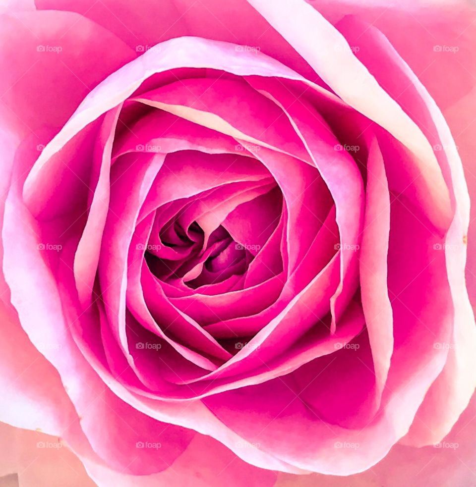 Detailed rose