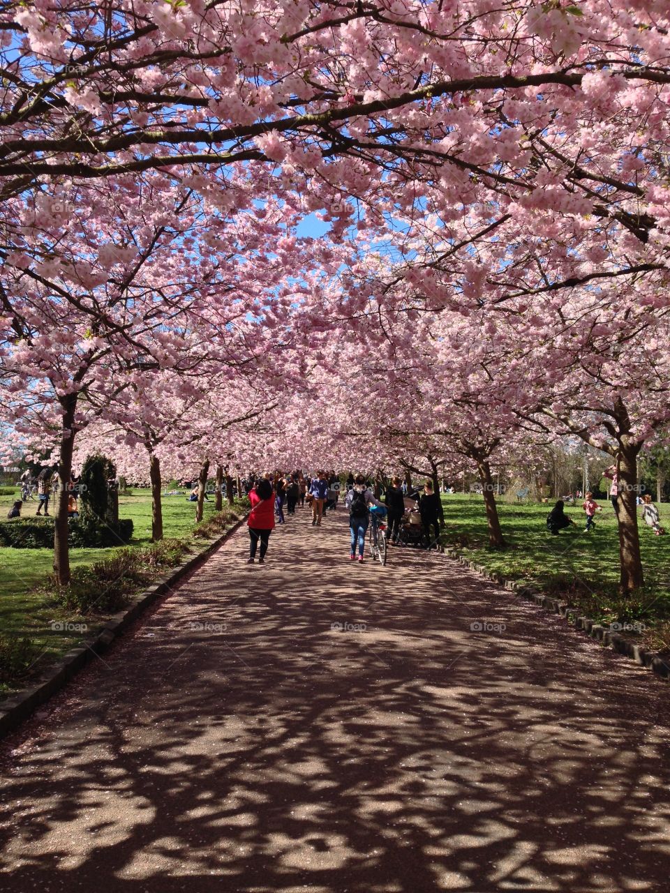 Blossomed chinese cherry trees