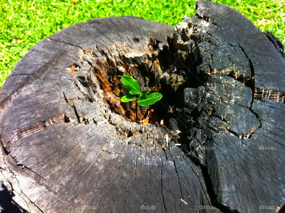 wood dead stump inner_beauty by blackpearl079